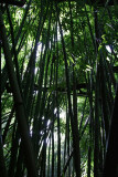 Road to Hana - Bamboo Forest