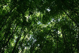 Road to Hana - Bamboo Forest