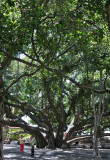 Maui - Banyan Tree