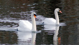 Swan reflection