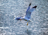 Angry Gull