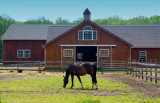 Farm Scene