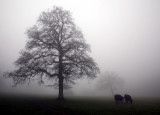 Fog