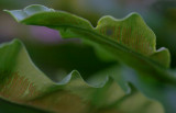 Fern Waves