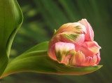 Tulip