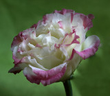 Delicate