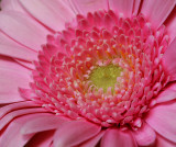Gerbera