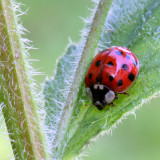 Ladybird