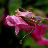 After Rain