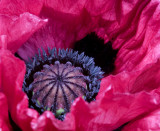 Heart of a poppy