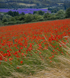 Poppies and Lavender