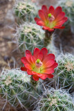 Desert Blooms