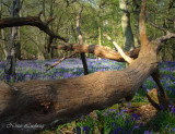 Bluebell Magic