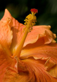 Hibiscus