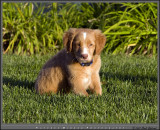 Nova Scotia Duck Tolling Retriever - Rowdy