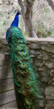 Peacock 13472.jpg