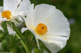 Wildfflower 15135.jpg