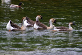 Ducks in a row 16084.jpg