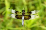 Dragonfly 17751.jpg