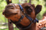 Camel 1609.jpg