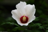 Flower 18127.jpg