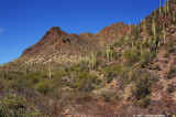 Hills and Cacti 12722.jpg