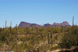 Saguaro Nat Park 12832.jpg