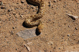 Snake 12853.jpg