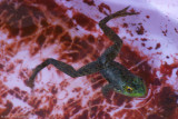 September 25th, 2007 - Pond Frog 18466