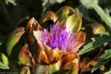 September 29th, 2007 - Artichoke Flower 18477