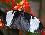 Grinning Heliconian (aka Blue and White Longwing or Cydno Longwing)
