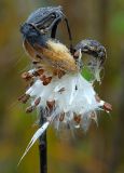 Milkweed