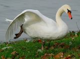 Swan At The Lake In Autumn