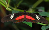 Mexican Heliconian (aka Hortense Longwing or Mountain Longwing)