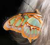 Malachite On A Gallery Guide's Hair