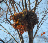 Squirrel Drey Behind Our House