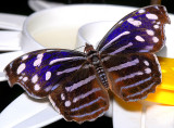 Banded Purple Wing or Blue Wave