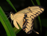 Thoas Swallowtail