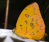 Orange-barred Sulphur