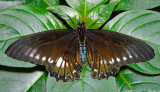 Varus Swallowtail
