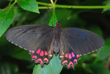 Pink-spotted Cattleheart
