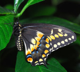 Black Swallowtail (male)