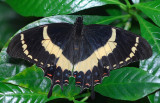 Magnificent Swallowtail