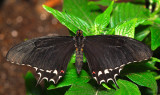 Pale-spotted Swallowtail