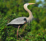 Great Blue Heron 3