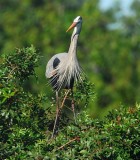 Great Blue Heron 5