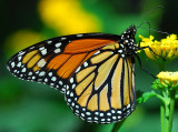 Central American Monarch (female)