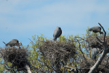 Four Great Blue Heron Nests