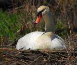 Nesting Swan