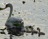 Swan And Cygnets